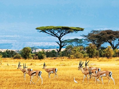 Safari Tsavo East (1 Noc) + Jacaranda